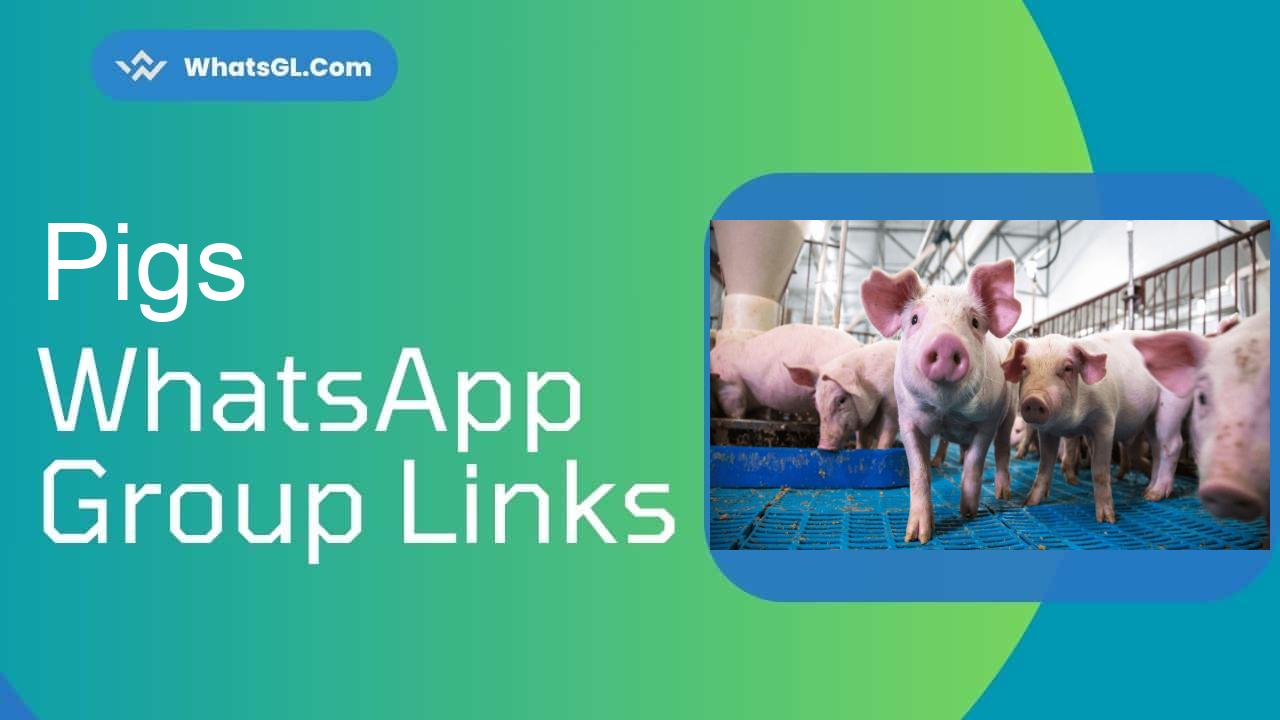 Pigs WhatsApp Group Links